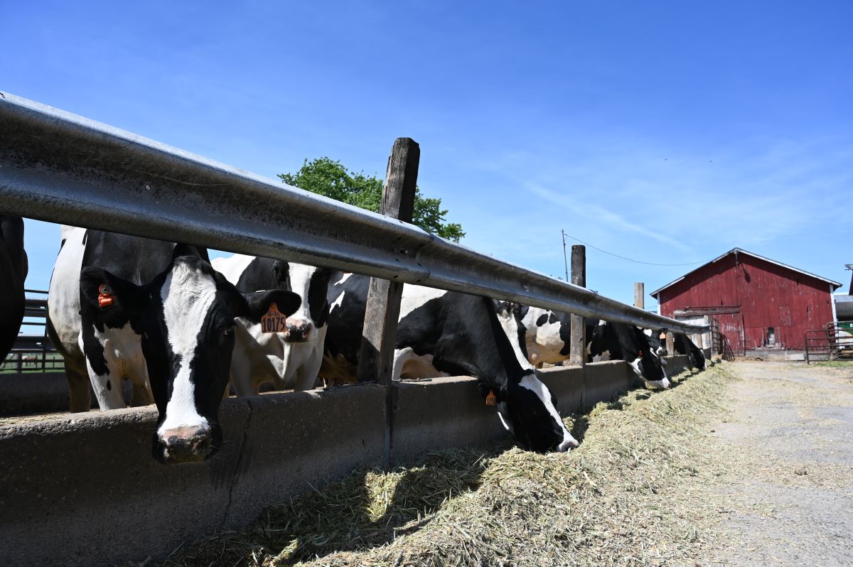 Cows